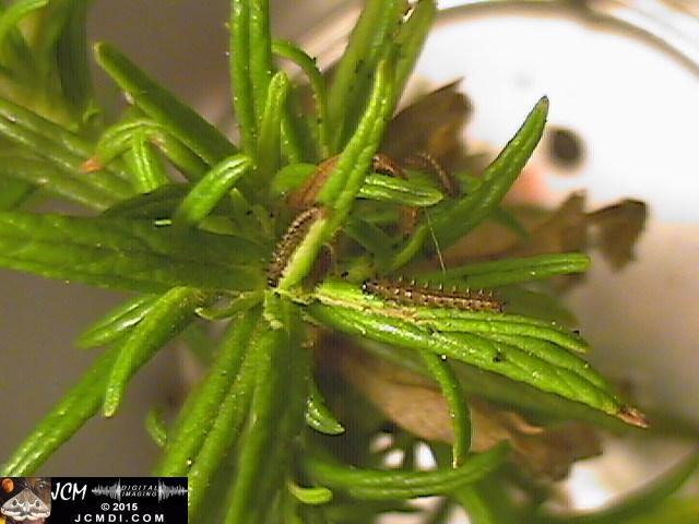 Chalcedon Checkerspot (Euphydryas chalcedona) tiny 2nd instar larvae